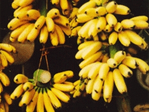 Đại Hoàng Ngự Banana 